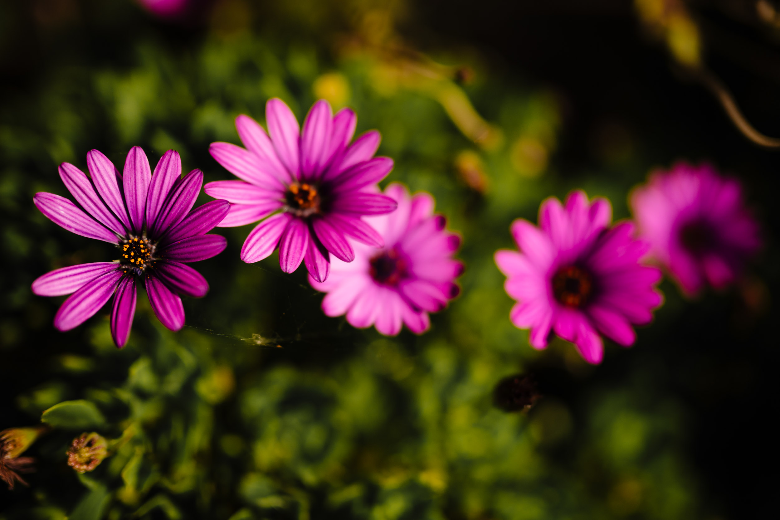 pretty purple flowers