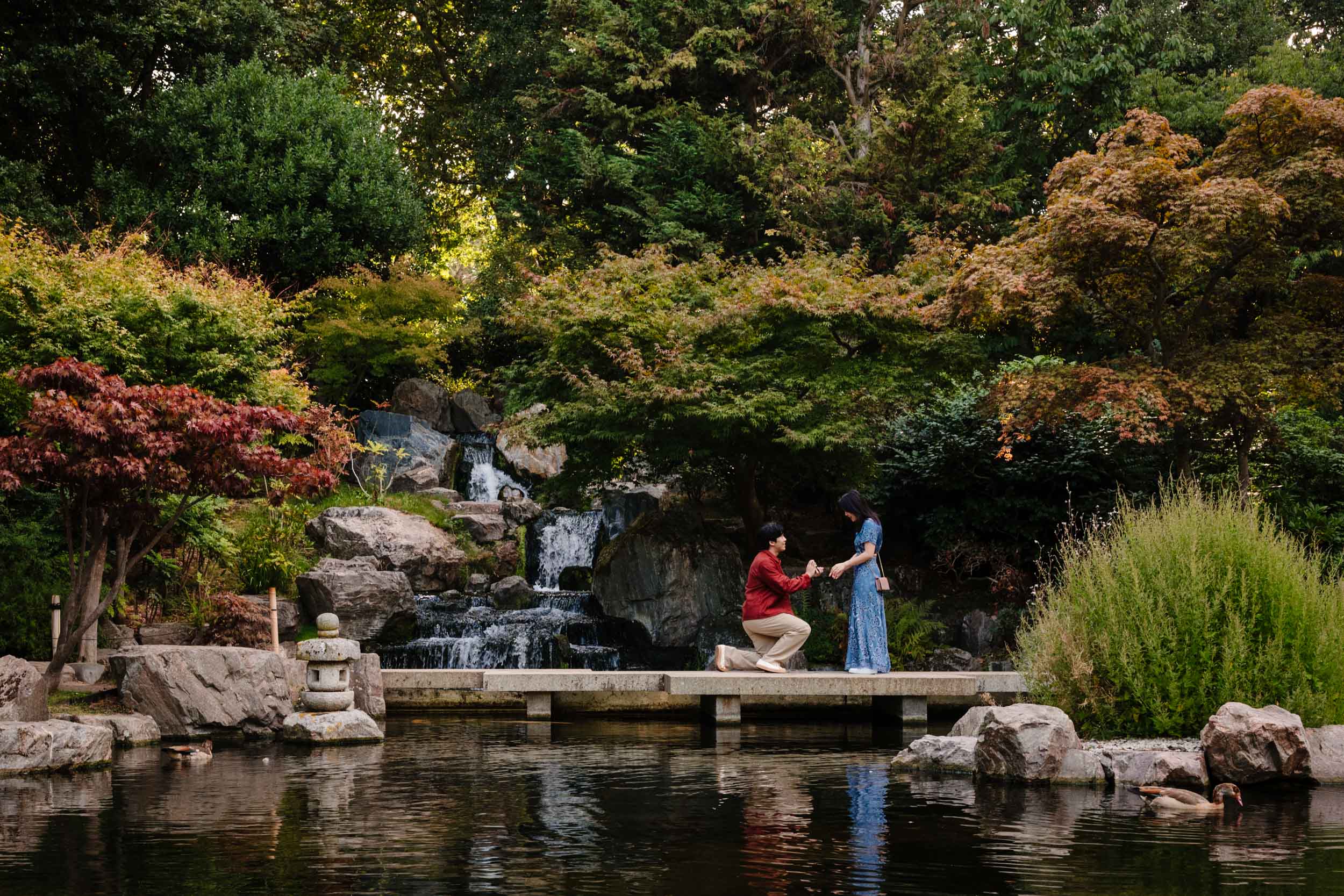 Jonas proposing to Ariel on the bridge in front of the waterfall at Kyoto Garden