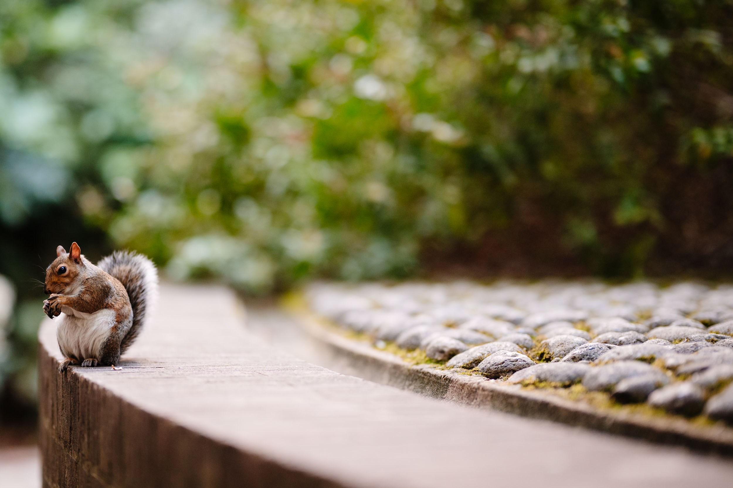 A squirrel at St Dunstan's in the East looking at the camera