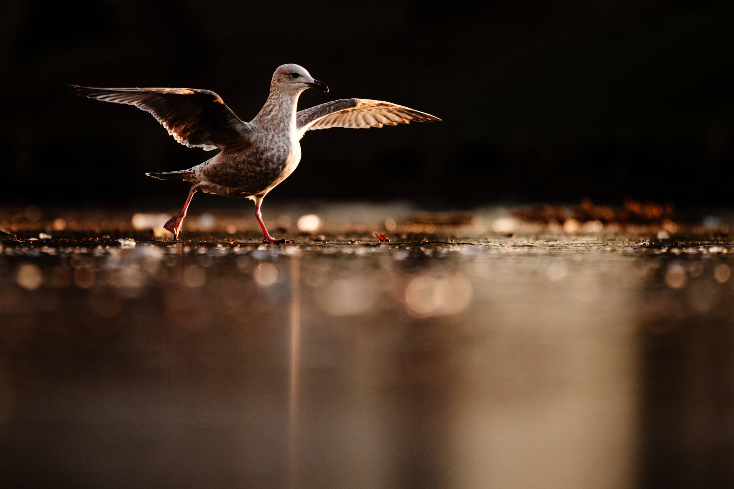 Seagull slipping on frozen canal surface
