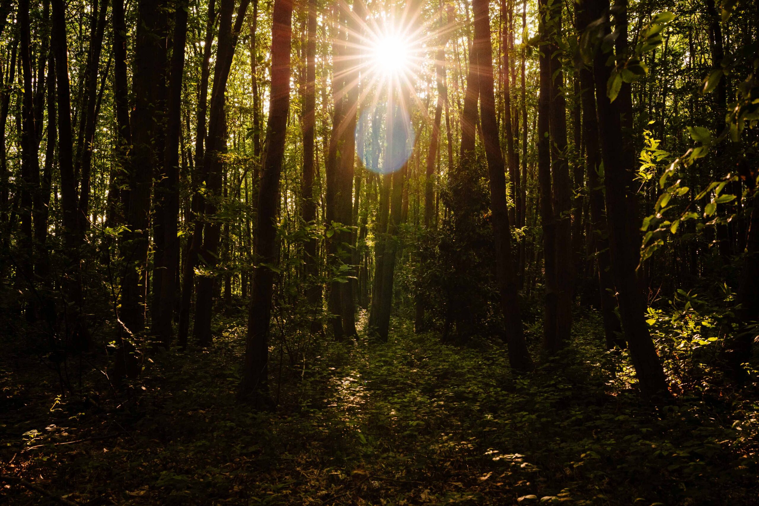 Sunlight streaming through woodland trees at The Dreys wedding venue in Kent.